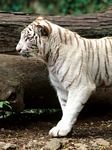 pic for white bengal tiger